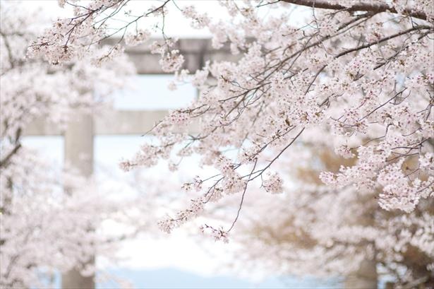 桜シーズンの宝満宮 竈門神社