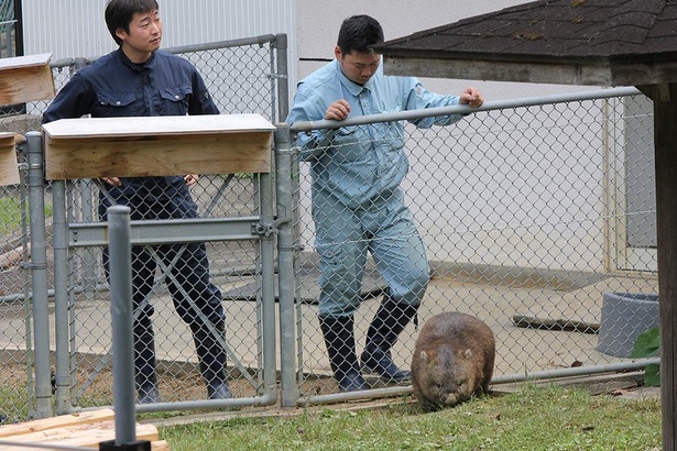 現在五月山動物園では、飼育員2人で4頭のウォンバットを担当(写真は2017年のもの)