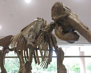 ゾウの進化の謎に迫る！島根県立三瓶自然館で「失われたゾウの世界」が開催中