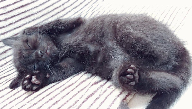 猫のお手本かのようなポーズで眠る、ティチャラくん(オス)