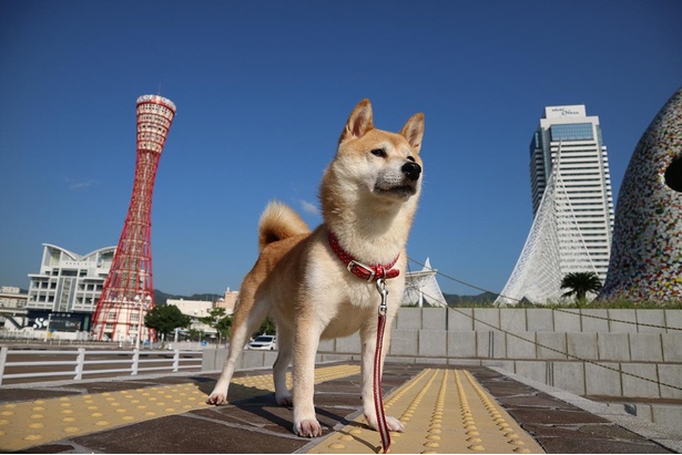 柴犬の小春ちゃんがはしゃぎまくり！ワンちゃん大喜びの公園5選｜ウォーカープラス - ウォーカープラス