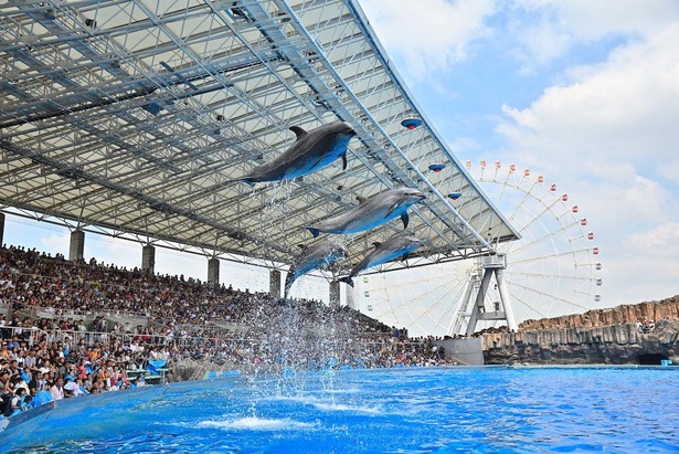 画像3 15 名古屋港水族館の楽しみ方を紹介 シャチやイルカパフォーマンス 駐車場 割引料金になるチケット 情報も コロナ対策情報付き ウォーカープラス