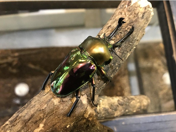画像2 5 珍しい昆虫の生きた姿を観察できる 神奈川県箱根町で 生きた昆虫展 開催中 ウォーカープラス