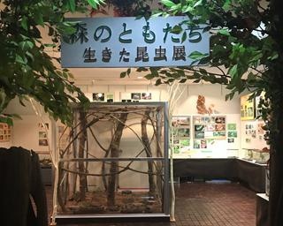 珍しい昆虫の生きた姿を観察できる！神奈川県箱根町で「生きた昆虫展」開催中