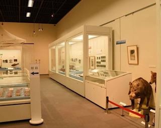 浮世絵で江戸の水辺の四季を楽しむ、埼玉県立川の博物館で特別展「江戸の水辺」が開催中