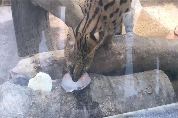 サーバルキャットの美しい模様にも注目