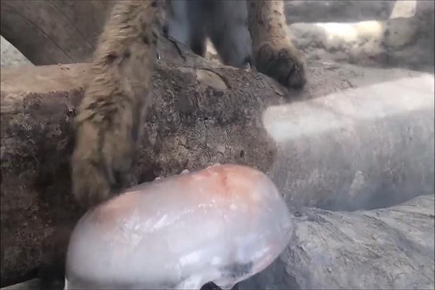 かと思えば、突然のネコパンチ