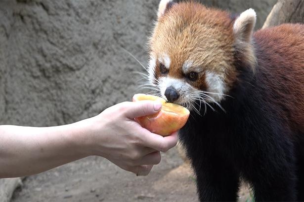 レッサーパンダに残暑見舞い リンゴアイスをプレゼント ウォーカープラス