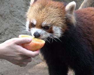 レッサーパンダに残暑見舞い！リンゴアイスをプレゼント
