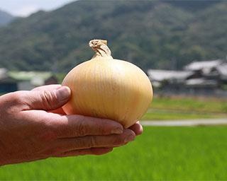 淡路島産のサラダ専用タマネギ「生一番」が発売。冬でも新玉の味わいを