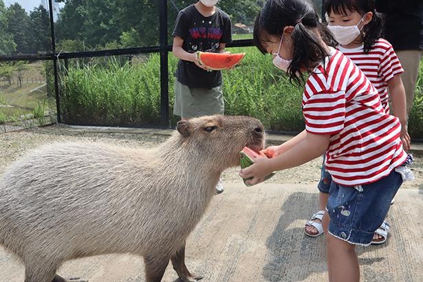 画像2 6 カピバラにスイカをあげるチャンス 夏の風物詩が今年も開催 ウォーカープラス