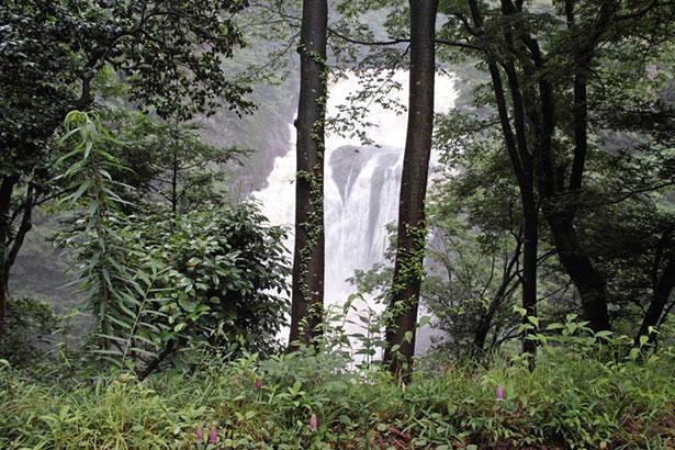 月居山登山コースでは木々の垣間から「生瀬滝」を見ることができる