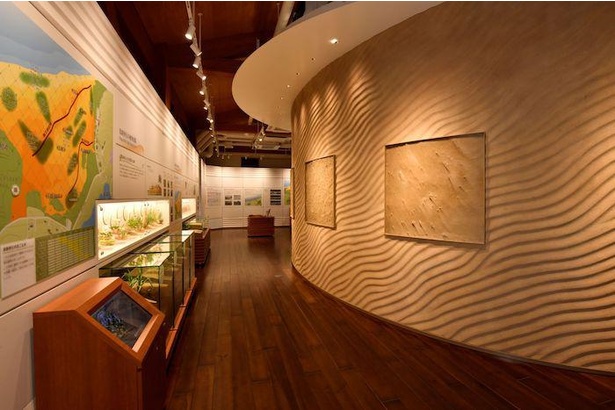 「鳥取砂丘ビジターセンター」の標本展示