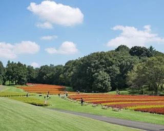 埼玉県の国営武蔵丘陵森林公園で咲き誇る、5色の羽毛ゲイトウが見頃