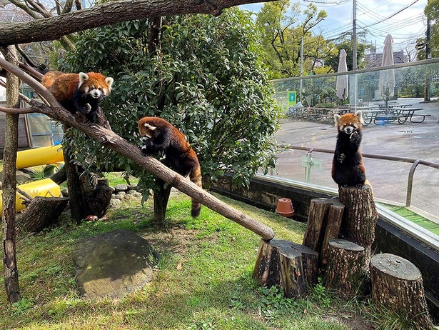 左から、咲弥(メス/5才)、メル(オス/7才)、シュウナ(メス/14才)。超レアな3頭ショット