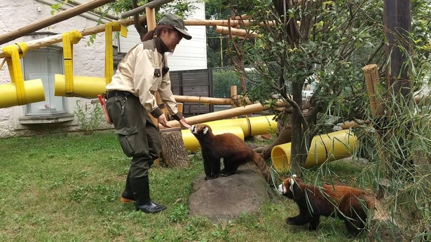 廣谷さんに慣れた頃のレッサーパンダたち