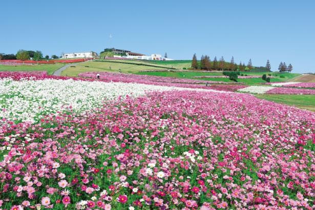 10月中旬〜11月中旬のコスモス。大阪湾を背景に咲く約50万本の花景色は圧巻/兵庫県立公園あわじ花さじき