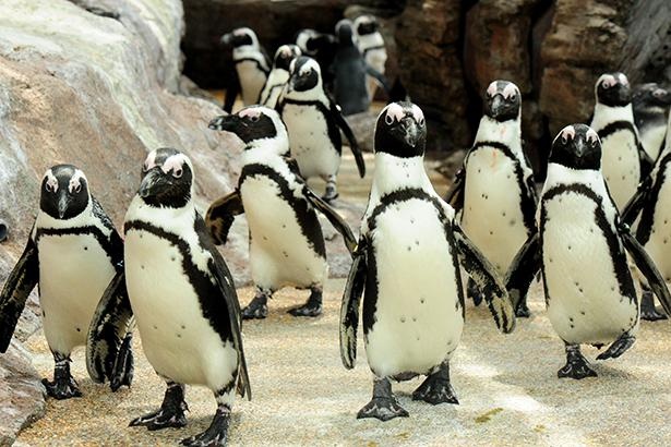 ケープペンギンは南アフリカ大陸に生息。体長は70cmほどで体重は2.5kg～3.5kgの中型ペンギン