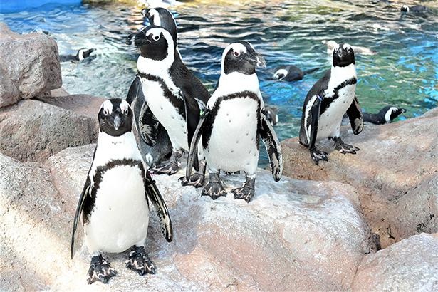 個性豊かな59羽がペンギンエリアでにぎやかに過ごしている