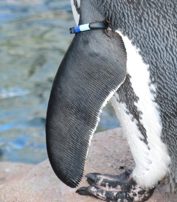 ペンギンはフリッパーについたバンドの色で判別できる。オスは右、メスは左のフリッパーにバンドを付けている