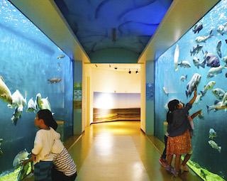 【コロナ対策情報付き】島根県立宍道湖自然館ゴビウスの楽しみ方完全ガイド！島根に生息する希少な動植物を見に行こう