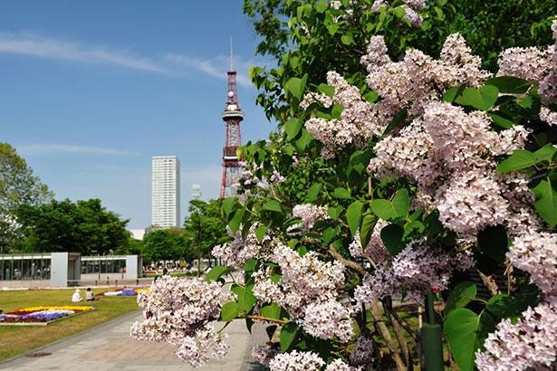 毎年5月中旬～下旬頃はライラックが見頃を迎え園内を可憐に彩る