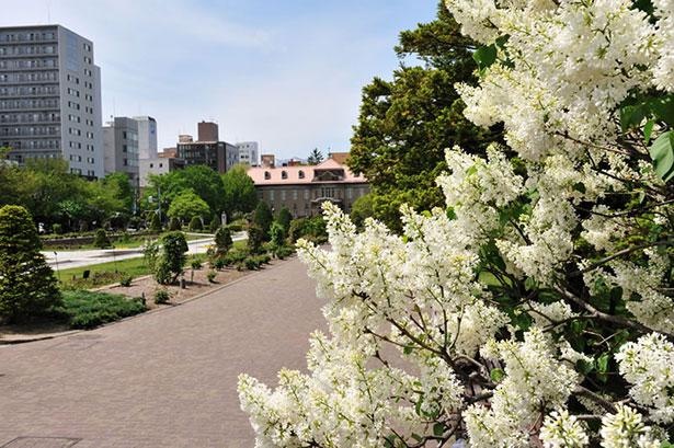 札幌の木にも指定されているライラック。毎年5月にはライラックまつりも開催される