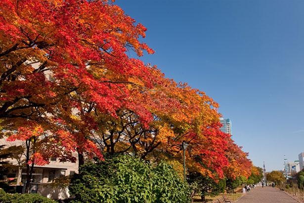 大通公園は道内屈指の紅葉スポット。10月になると公園周辺のイチョウやヤマモミジなどが色づきはじめる