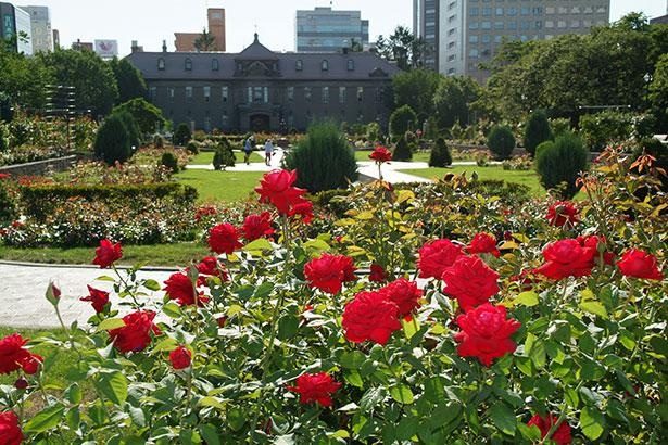 画像8 15 コロナ対策情報付き 大通公園の見どころと楽しみ方を紹介 季節の花々が咲き噴水がきらめく都会のオアシスに癒やされよう ウォーカープラス