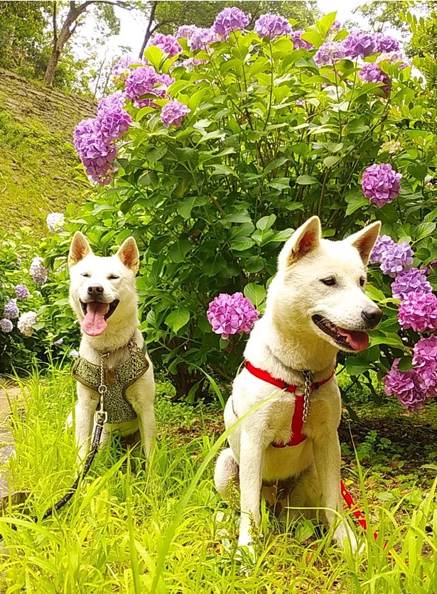 和歌山県が誇る日本犬「紀州犬」の"絢芽(あやめ・写真左)"と"皐月(さつき・写真右)"