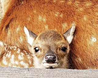 【コロナ対策情報付き】和歌山城公園動物園の園長はクマ⁉︎ 個性あふれる動物たちに会いに行こう