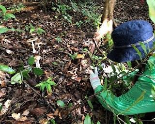 自然の中できのこを発見！ながさき県民の森で「野生きのこ観察会」が開催