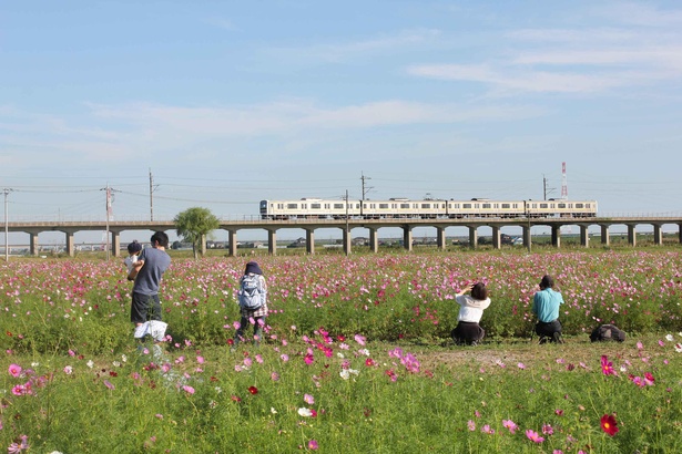 【写真】広大な与田浦十二町歩に300万本近くの色鮮やかなコスモスが咲き誇る