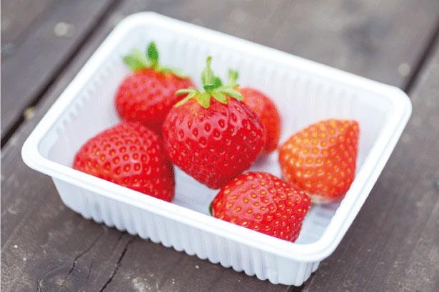 関西では珍しい夏イチゴ。摘み取ったものはハウスの前で食べよう/六甲山カンツリーハウス