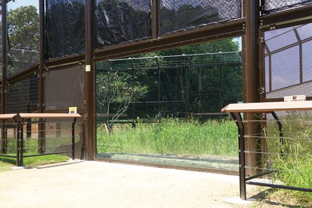 大放飼場には高さ2.2m、幅3.6mのガラスを設置