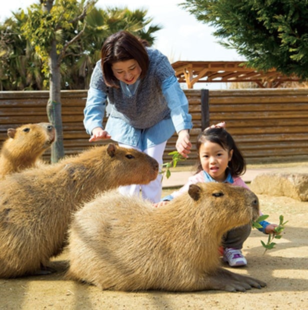 世界最大のネズミと言われる、カピバラ。とてもおとなしいので安心して触ってみて/赤穂海浜公園動物ふれあい村