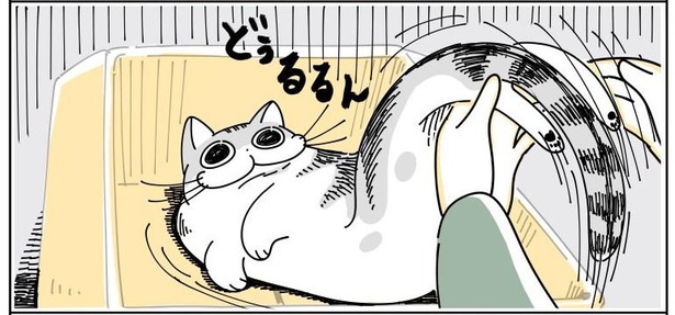 「どいてくれない猫」10/11