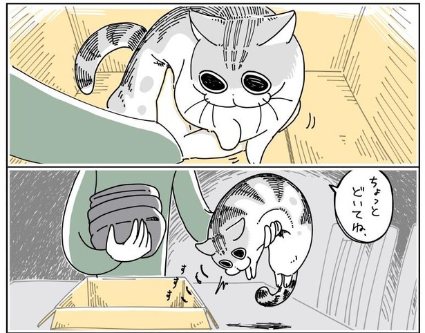 「どいてくれない猫」6/11