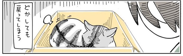 「どいてくれない猫」8/11