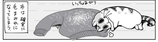 「チェックしにくる猫」11/11