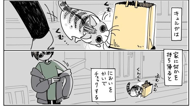 「チェックしにくる猫」2/11