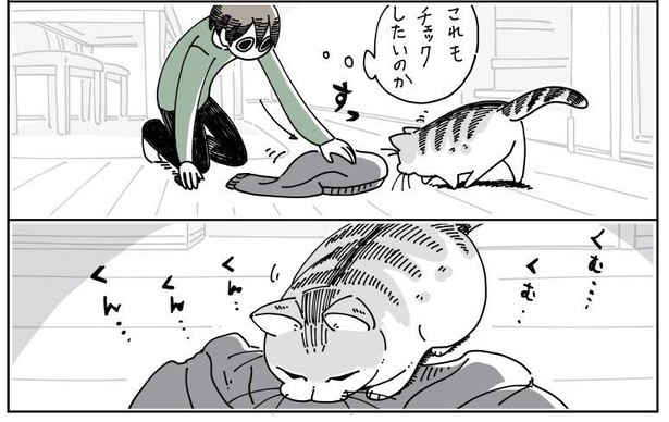 「チェックしにくる猫」7/11
