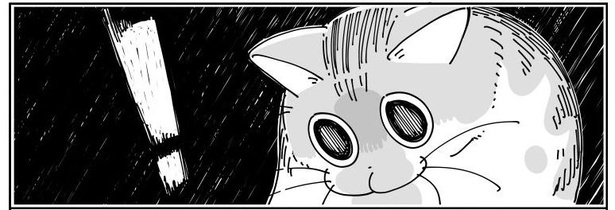 「チェックしにくる猫」8/11