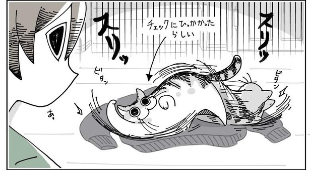 「チェックしにくる猫」9/11