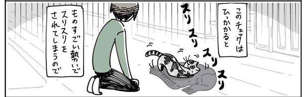 「チェックしにくる猫」10/11