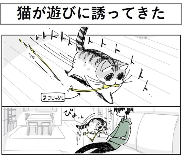 「猫が遊びに誘ってきた」1/12