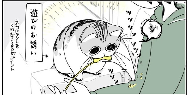 「猫が遊びに誘ってきた」2/12
