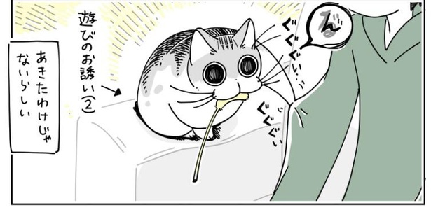 「猫が遊びに誘ってきた」12/12