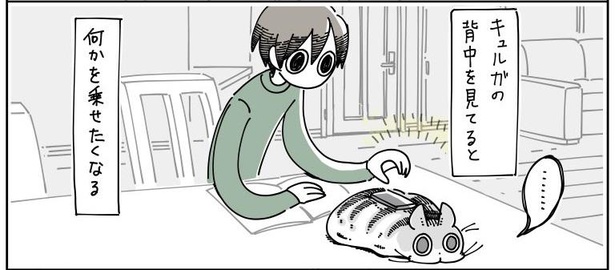 「猫にのせたくなる」4/10