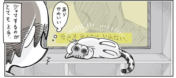 「映画鑑賞を邪魔する猫」7/7